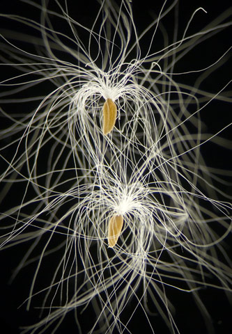 Illustration for article titled Remarkable Nikon Small World Microscope Photography Winners